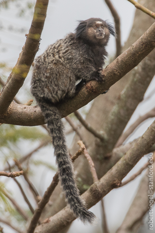 marmoset